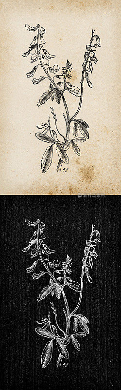植物学植物古董雕刻插图:Melilotus officinalis(黄甜三叶草，黄甜瓜)